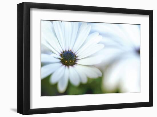 Daisy Blue I-Karin Connolly-Framed Art Print