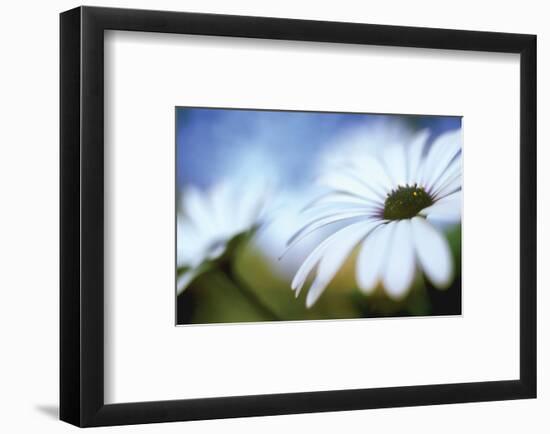 Daisy Blue II-Karin Connolly-Framed Art Print