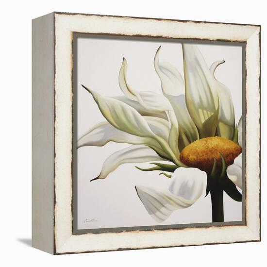 Daisy Breeze-Carolina Alotus-Framed Stretched Canvas