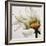 Daisy Breeze-Carolina Alotus-Framed Art Print