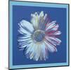 Daisy, c.1982  (blue on blue)-Andy Warhol-Mounted Art Print