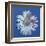 Daisy, c.1982 (Blue on Blue)-Andy Warhol-Framed Giclee Print