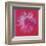 Daisy, c.1982  (crimson and pink)-Andy Warhol-Framed Art Print