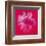 Daisy, c.1982 (Crimson and Pink)-Andy Warhol-Framed Giclee Print