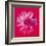 Daisy, c.1982 (Crimson and Pink)-Andy Warhol-Framed Giclee Print