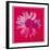 Daisy, c.1982 (Crimson and Pink)-Andy Warhol-Framed Giclee Print