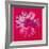 Daisy, c.1982 (Crimson and Pink)-Andy Warhol-Framed Giclee Print