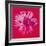 Daisy, c.1982 (Crimson and Pink)-Andy Warhol-Framed Giclee Print