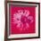 Daisy, c.1982 (Crimson and Pink)-Andy Warhol-Framed Giclee Print