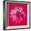 Daisy, c.1982 (Crimson and Pink)-Andy Warhol-Framed Giclee Print