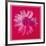 Daisy, c.1982 (Crimson and Pink)-Andy Warhol-Framed Giclee Print