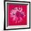 Daisy, c.1982 (Crimson and Pink)-Andy Warhol-Framed Giclee Print