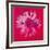 Daisy, c.1982 (Crimson and Pink)-Andy Warhol-Framed Giclee Print