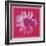 Daisy, c. 1982 (crimson and pink)-Andy Warhol-Framed Art Print