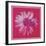 Daisy, c. 1982 (crimson and pink)-Andy Warhol-Framed Art Print