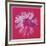 Daisy, c. 1982 (crimson and pink)-Andy Warhol-Framed Art Print