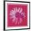 Daisy, c. 1982 (crimson and pink)-Andy Warhol-Framed Art Print