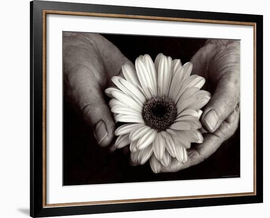 Daisy Cupped in Tired Hands-Stefanie Schneider-Framed Photographic Print