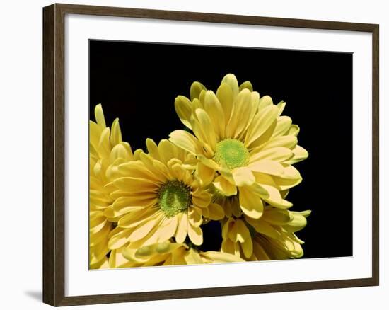 Daisy Dazzle I-Monika Burkhart-Framed Photo