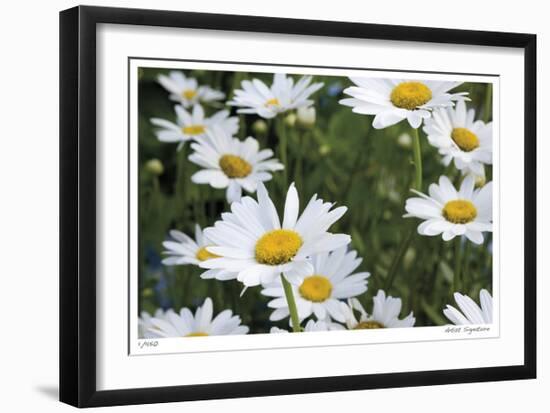 Daisy Detail-Stacy Bass-Framed Giclee Print