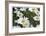 Daisy Detail-Stacy Bass-Framed Giclee Print