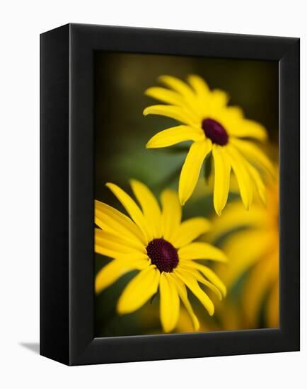 Daisy Face-Doug Chinnery-Framed Premier Image Canvas