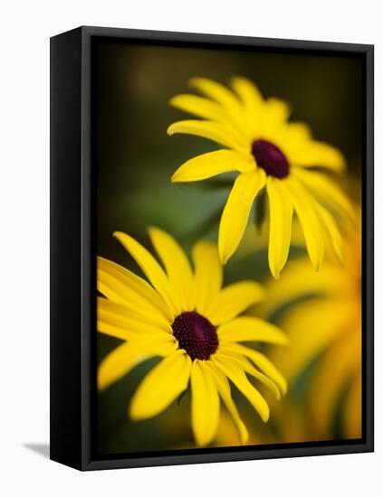 Daisy Face-Doug Chinnery-Framed Premier Image Canvas