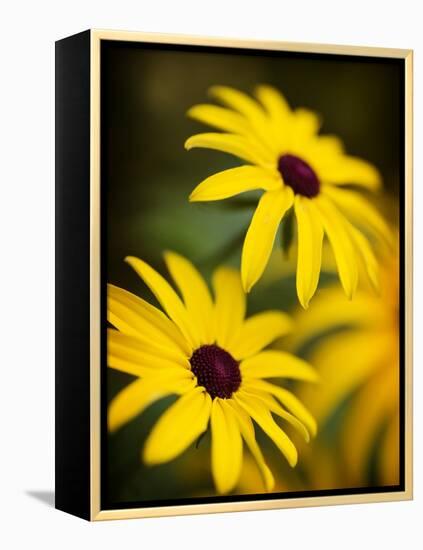 Daisy Face-Doug Chinnery-Framed Premier Image Canvas