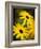 Daisy Face-Doug Chinnery-Framed Photographic Print