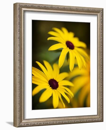 Daisy Face-Doug Chinnery-Framed Photographic Print