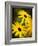 Daisy Face-Doug Chinnery-Framed Photographic Print