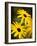 Daisy Face-Doug Chinnery-Framed Photographic Print