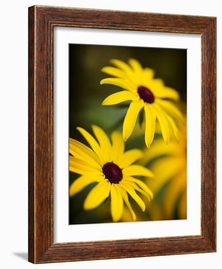 Daisy Face-Doug Chinnery-Framed Photographic Print