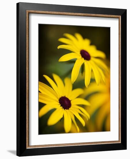 Daisy Face-Doug Chinnery-Framed Photographic Print