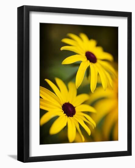 Daisy Face-Doug Chinnery-Framed Photographic Print