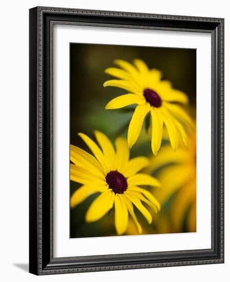 Daisy Face-Doug Chinnery-Framed Photographic Print