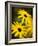 Daisy Face-Doug Chinnery-Framed Photographic Print