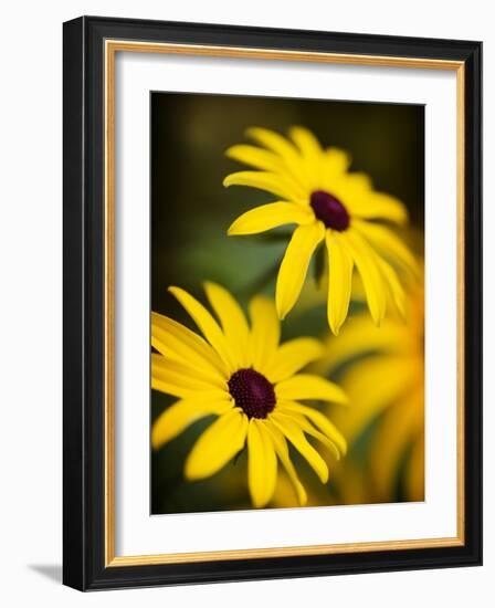 Daisy Face-Doug Chinnery-Framed Photographic Print