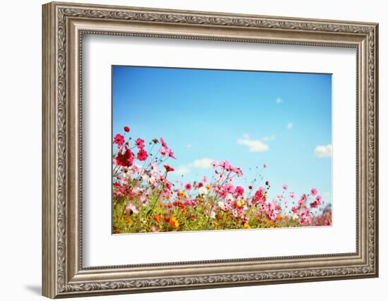 Daisy Flower against Blue Sky,Shallow Dof.-Liang Zhang-Framed Photographic Print