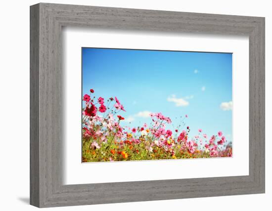 Daisy Flower against Blue Sky,Shallow Dof.-Liang Zhang-Framed Photographic Print