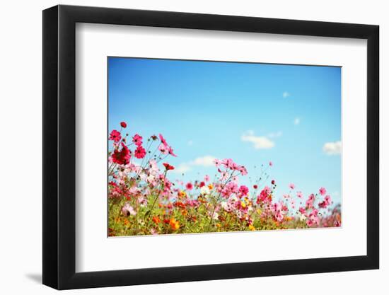 Daisy Flower against Blue Sky,Shallow Dof.-Liang Zhang-Framed Photographic Print