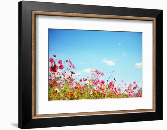 Daisy Flower against Blue Sky,Shallow Dof.-Liang Zhang-Framed Photographic Print