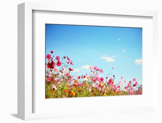 Daisy Flower against Blue Sky,Shallow Dof.-Liang Zhang-Framed Photographic Print
