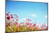 Daisy Flower against Blue Sky,Shallow Dof.-Liang Zhang-Mounted Photographic Print