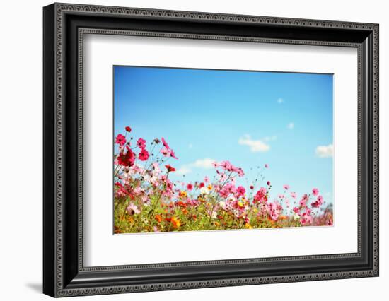 Daisy Flower against Blue Sky,Shallow Dof.-Liang Zhang-Framed Photographic Print