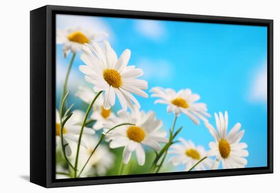 Daisy Flower against Blue Sky-Liang Zhang-Framed Premier Image Canvas