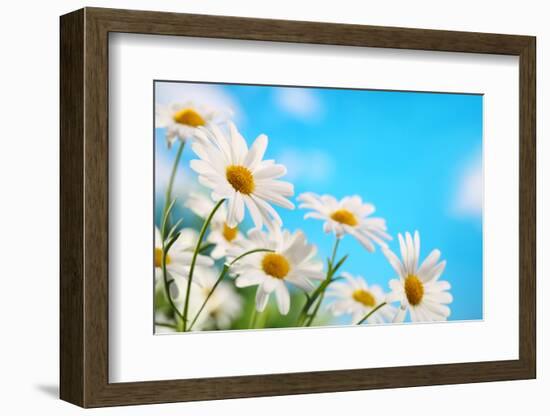 Daisy Flower against Blue Sky-Liang Zhang-Framed Photographic Print