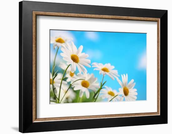 Daisy Flower against Blue Sky-Liang Zhang-Framed Photographic Print