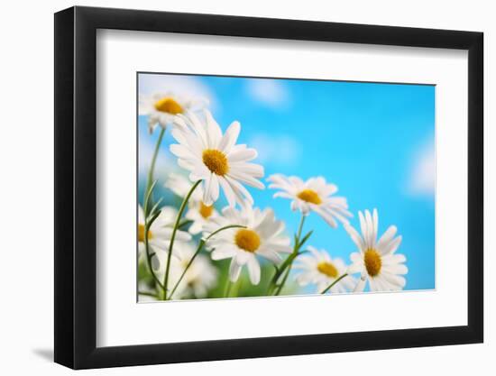 Daisy Flower against Blue Sky-Liang Zhang-Framed Photographic Print