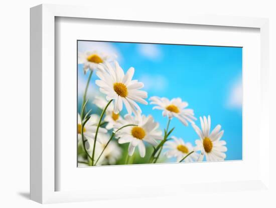 Daisy Flower against Blue Sky-Liang Zhang-Framed Photographic Print